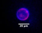 Scientists Move Closer to Creating Life from Scratch with Lab-Made DNA