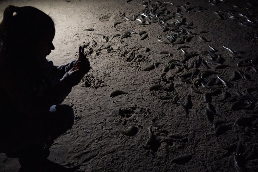 A student from Pepperdine University observes grunion spawn.