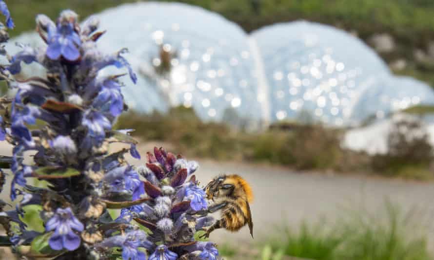 Bee pollinator trail in the Eden Project