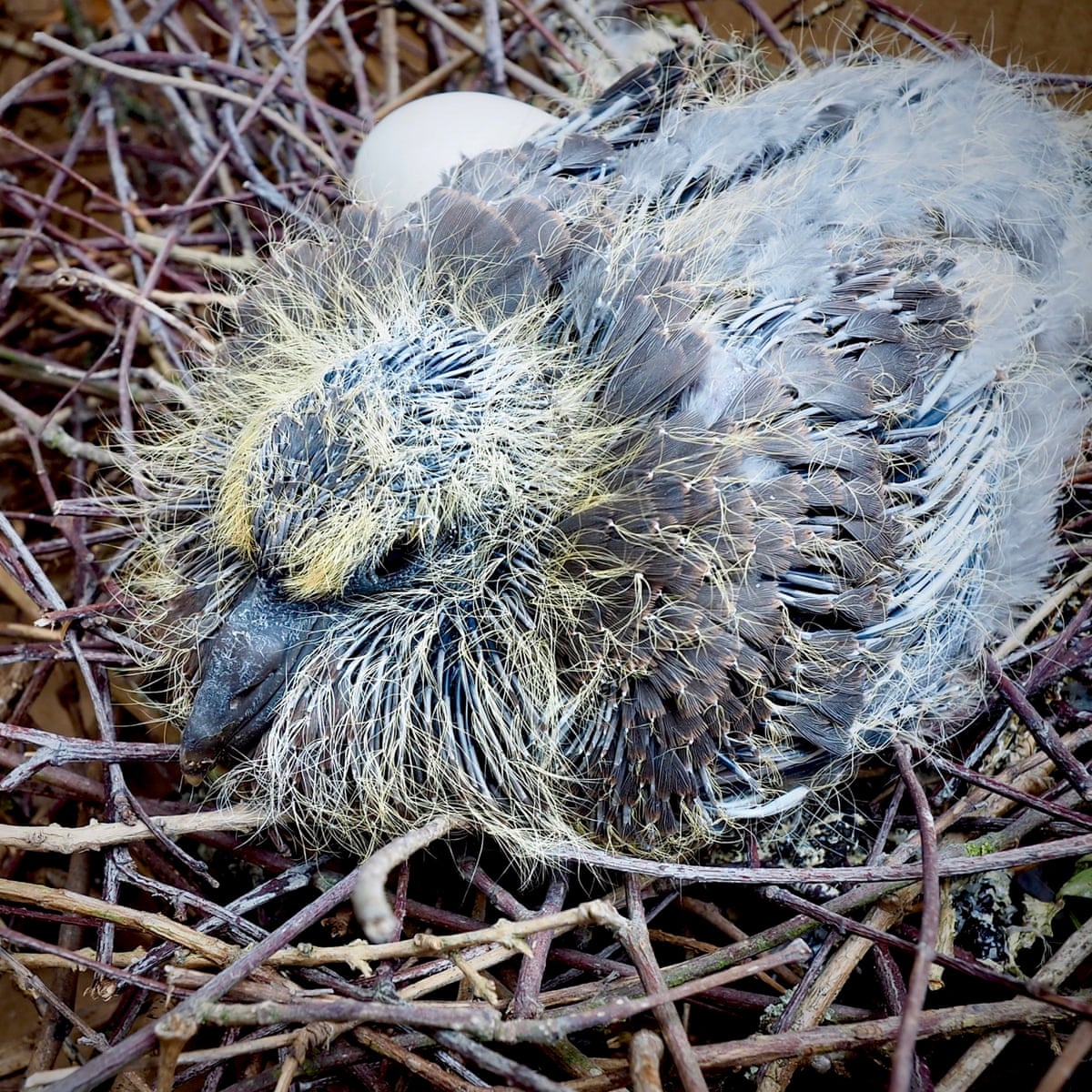 Country Diary A Baby Wood Pigeon Peers Out Through The Roof Scaffolding Birds The Guardian Country Diary A Baby Wood Pigeon Peers Out Through The Roof Scaffolding Birds The Guardian