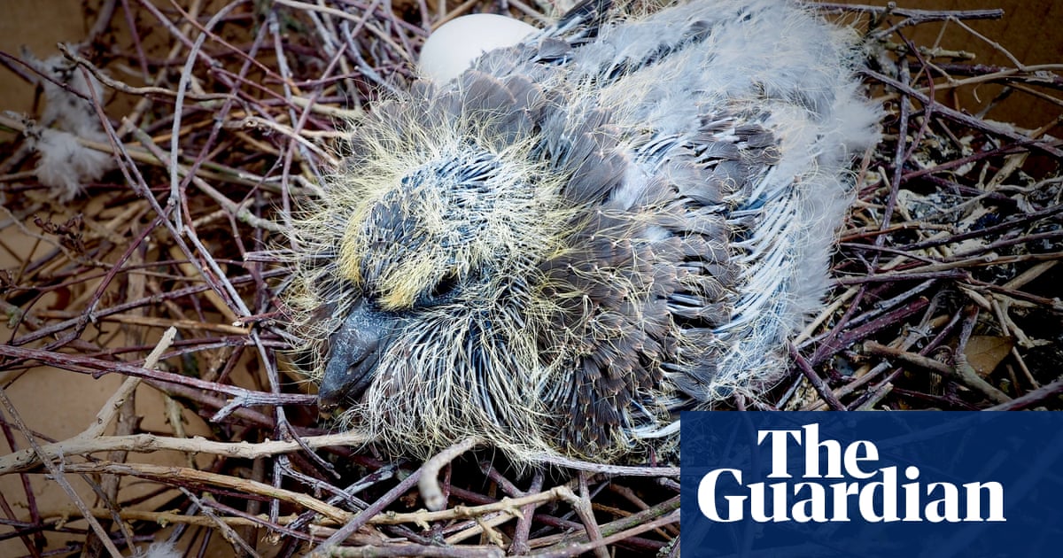 Country Diary A Baby Wood Pigeon Peers Out Through The Roof Scaffolding Birds The Guardian Country Diary A Baby Wood Pigeon Peers Out Through The Roof Scaffolding Birds The Guardian