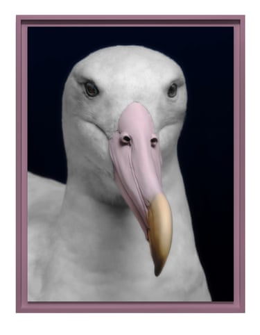 A toroa (southern royal albatross), framed