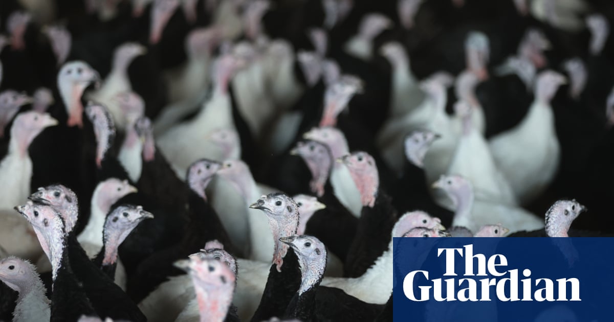 UK supermarkets turn to European turkeys as avian flu hits supply