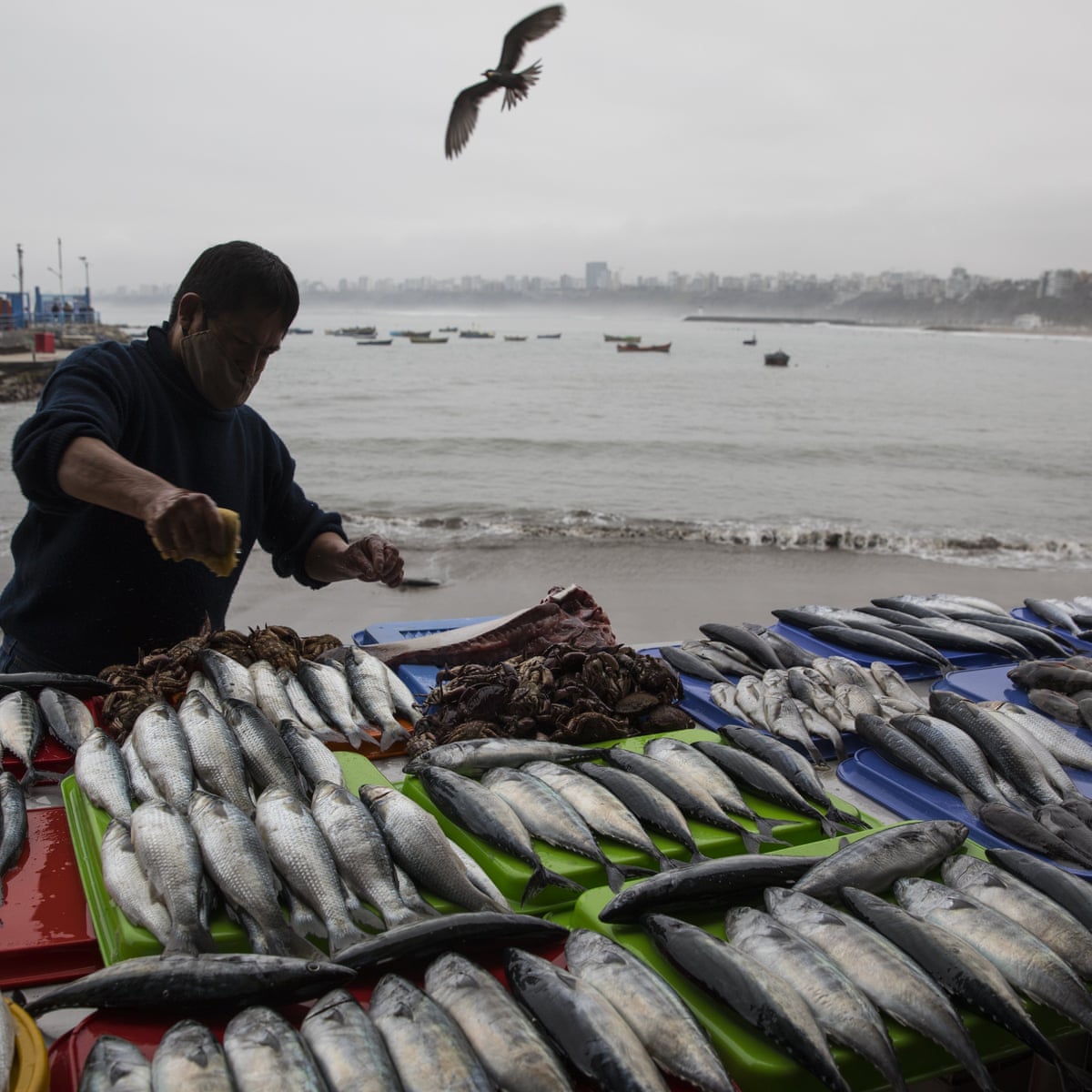 Chinese Fishing Flotilla Nears Peruvian Waters Prompting Us Beijing Spat Peru The Guardian