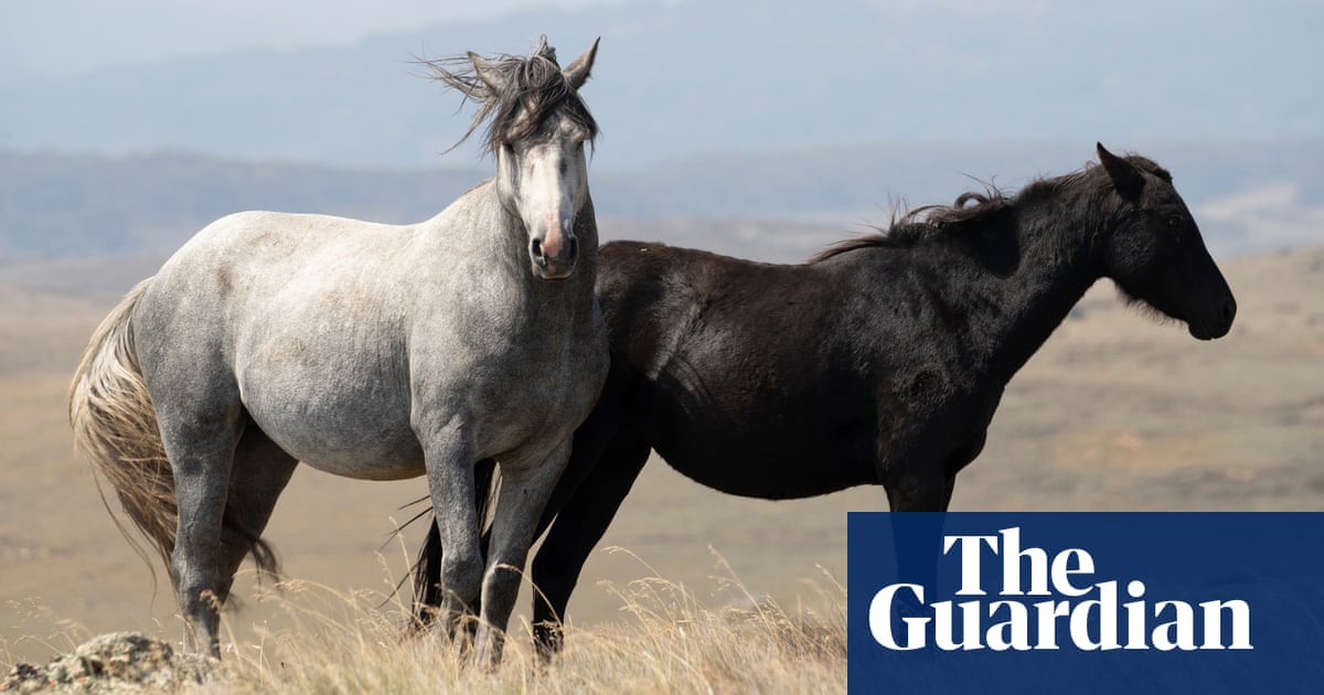 Police investigate threat to ‘firebomb’ national parks office over Kosciuszko horse cull