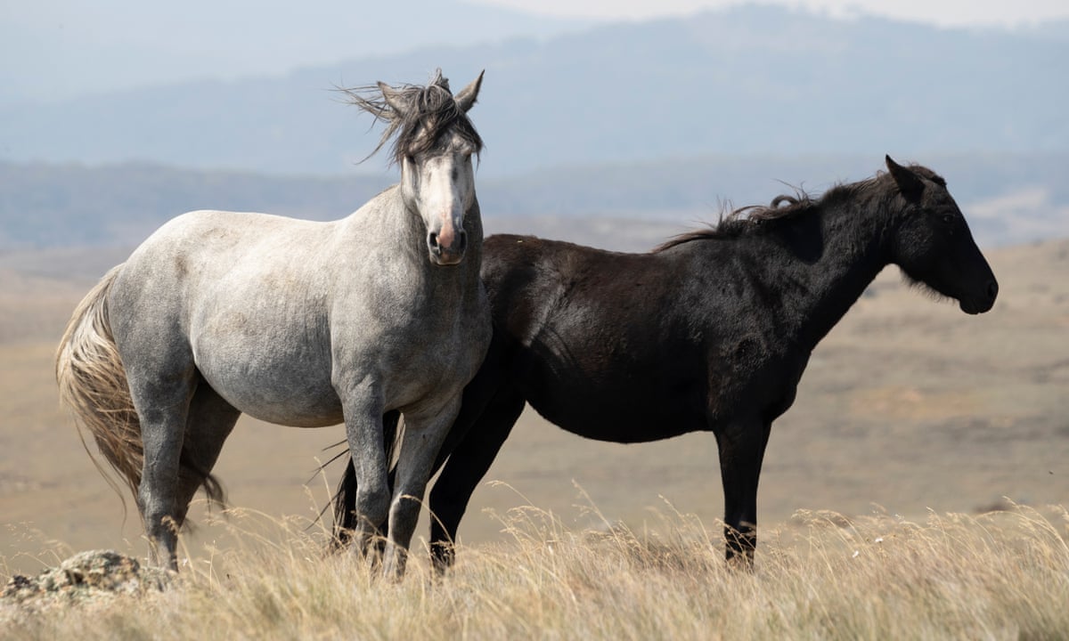 Police investigate threat to 'firebomb' national parks office over Kosciuszko horse cull | Invasive species | The Guardian