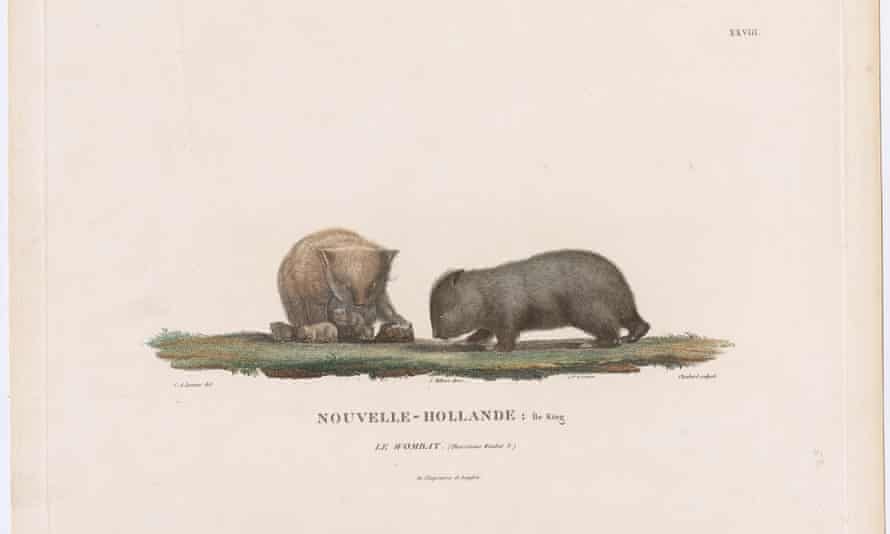 The Wombat