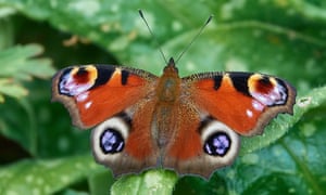 John Showers captured this peacock butterfly in his garden in Northants.