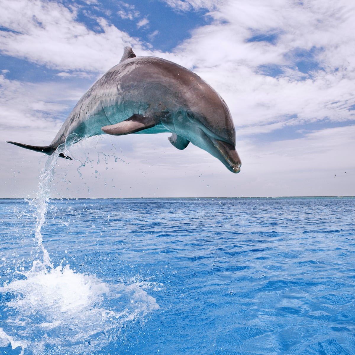 Dolphins may suffer from Alzheimer's disease, say researchers in ...