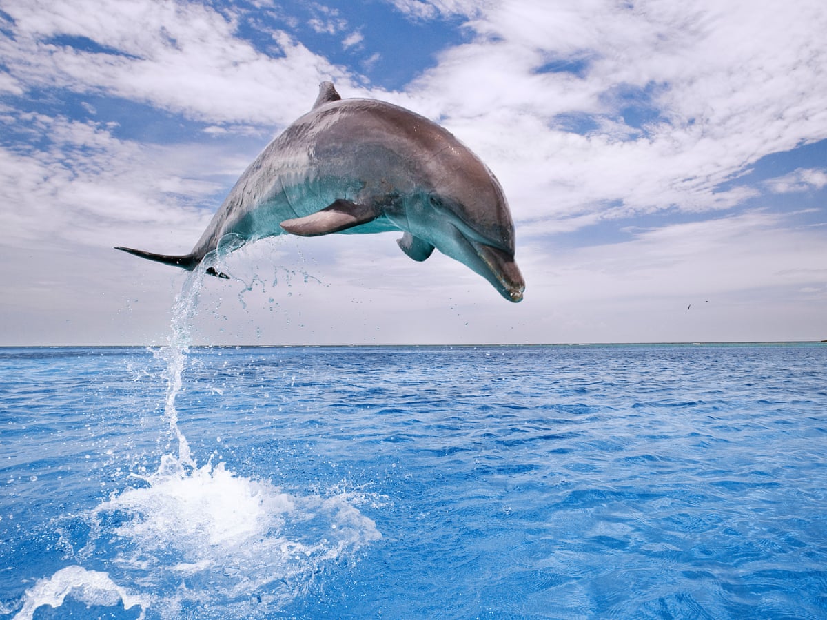 Dolphins may suffer from Alzheimer's disease, say researchers in ...