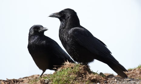 Carrion crows are among the species gamekeepers are allowed to kill, as well as jackdaws, magpies and rooks.