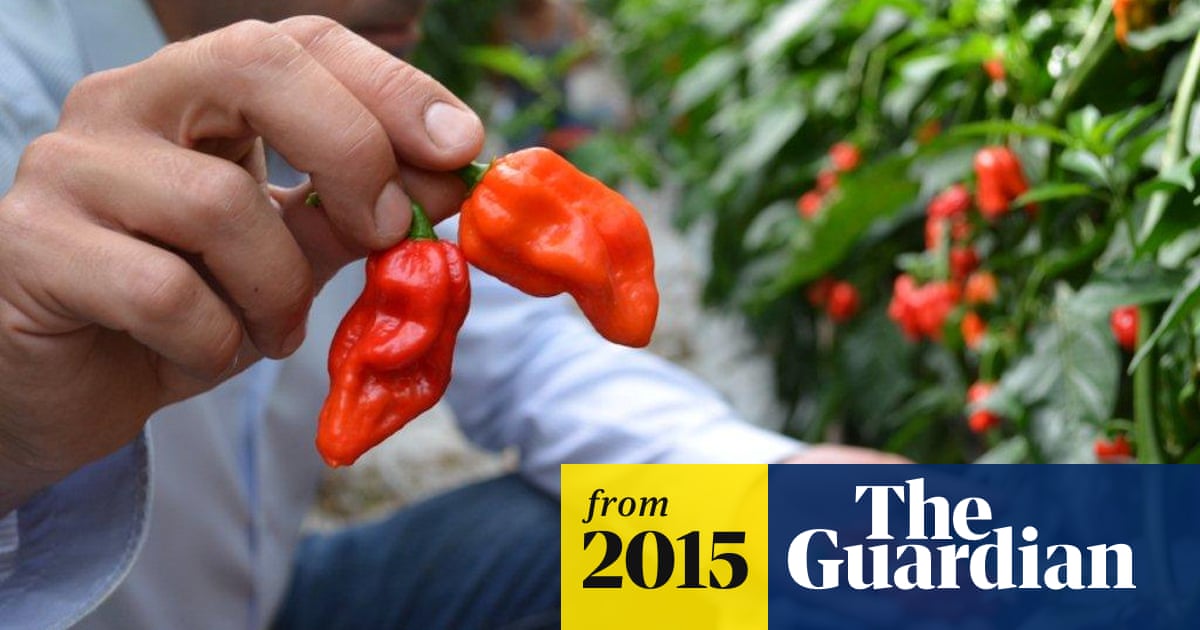 Uk S Hottest Ever Commercially Grown Chilli Pepper To Go On Sale Food The Guardian Uk S Hottest Ever Commercially Grown Chilli Pepper To Go On Sale Food The Guardian