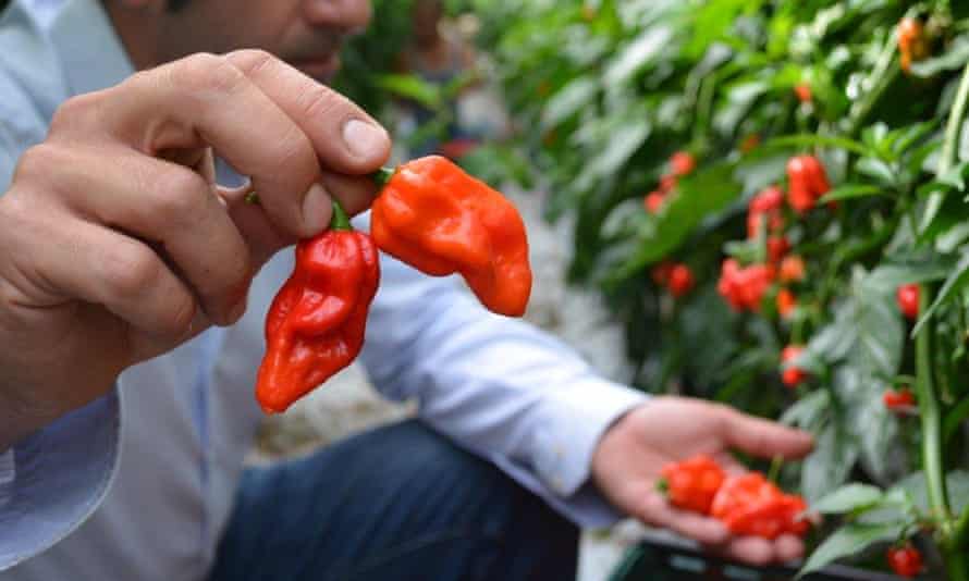 Uk S Hottest Ever Commercially Grown Chilli Pepper To Go On Sale Food The Guardian Uk S Hottest Ever Commercially Grown Chilli Pepper To Go On Sale Food The Guardian