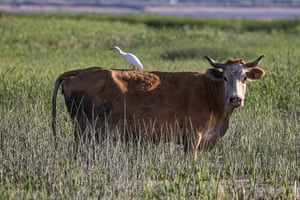 A cattle heron sits on the back of a cow taken out for grazing amid reed field near Lake Van in Kosk, Turkey.