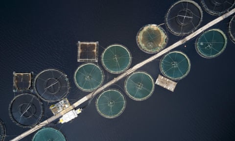 Salmon farmed in round nets in a natural environment at Loch Awe in Argyll and Bute