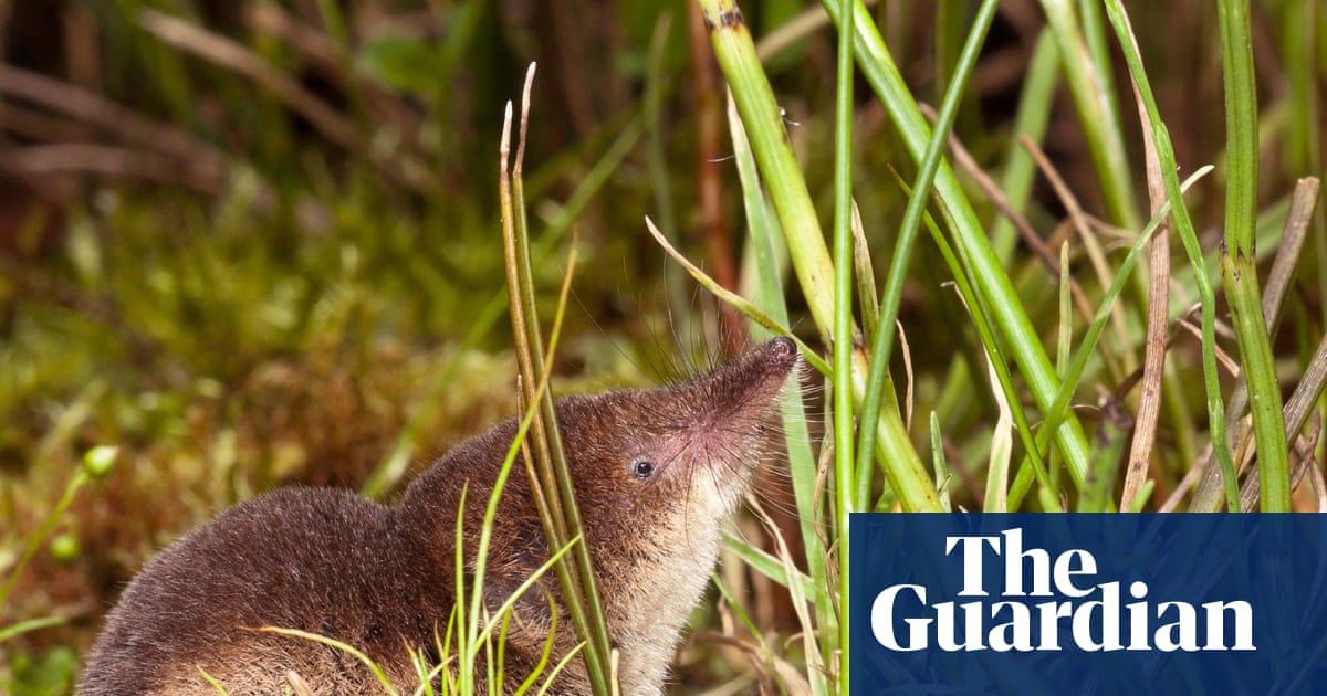 Photo: theguardian.com Shrews Adapt to Winter with Reversible Snout Expansion