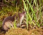 Shrews may grow bigger snouts in winter to cope with cold air, scientists say