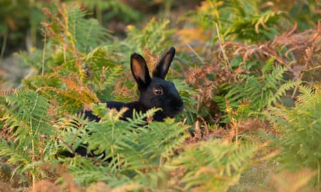 Black rabbit (Oryctolagus cunniculus) in bracken, Isles of Scilly.