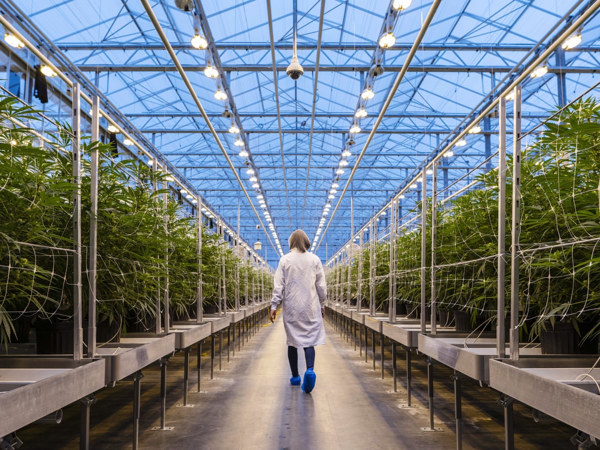 Stoners cheered when Canada legalised cannabis. How did it go so wrong? | Cannabis | The Guardian