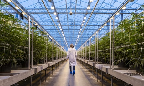 Inside The Hexo Corp. Cannabis Facility As Marijuana Is Legalized In Canada<br>A worker walks past rows of cannabis plants growing in a greenhouse at the Hexo Corp. facility in Gatineau, Quebec, Canada, on Thursday, Oct. 11, 2018. Canada’s drive to legalize marijuana kicks off early Wednesday with store openings on the Atlantic Coast, giving the country a massive head start in developing a global pot market that some analysts peg at $150 billion. Photographer: Chris Roussakis/Bloomberg via Getty Images