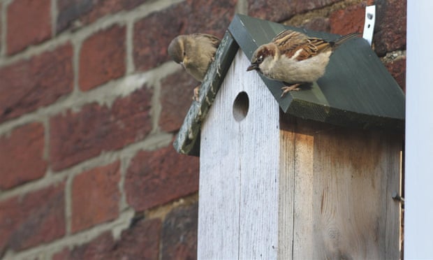 Pair of house sparrows Passer domesticus, visiting a traditional wooden nest box, Gamlingay, Cambridgeshire.