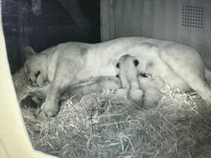 A leoa norte-africana Winta com seus três filhotes recém-nascidos. Nascidos da leoa de três anos e do pai Malik de três anos, seu nascimento marca um enorme sucesso de conservação para a subespécie vulnerável, no Zoológico de Whipsnade, Reino Unido