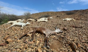 Across the Horn of Africa, millions have been hit by the severe El Niño-related drought. The region is among those projected to take a big hit to GDP by 2050 because of water scarcity.