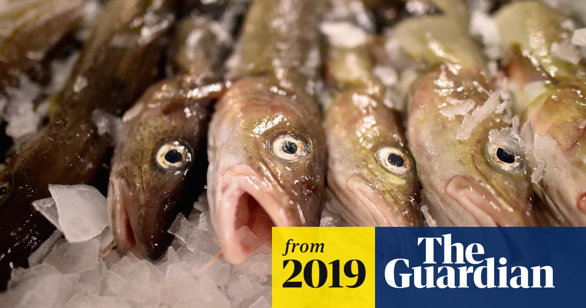 North Sea cod at critically low levels, study warns | Fish | The Guardian