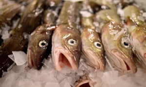 Cod on display to be sold at Peterhead fish market