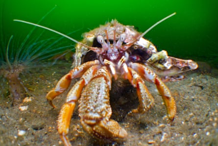 The shoreline’s exposed rock ledges provide a fantastic habitat for crabs.