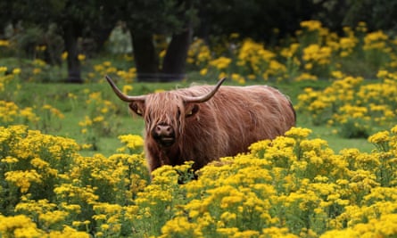 A highland cow grazes in a field near Pitlochry, Scotland.