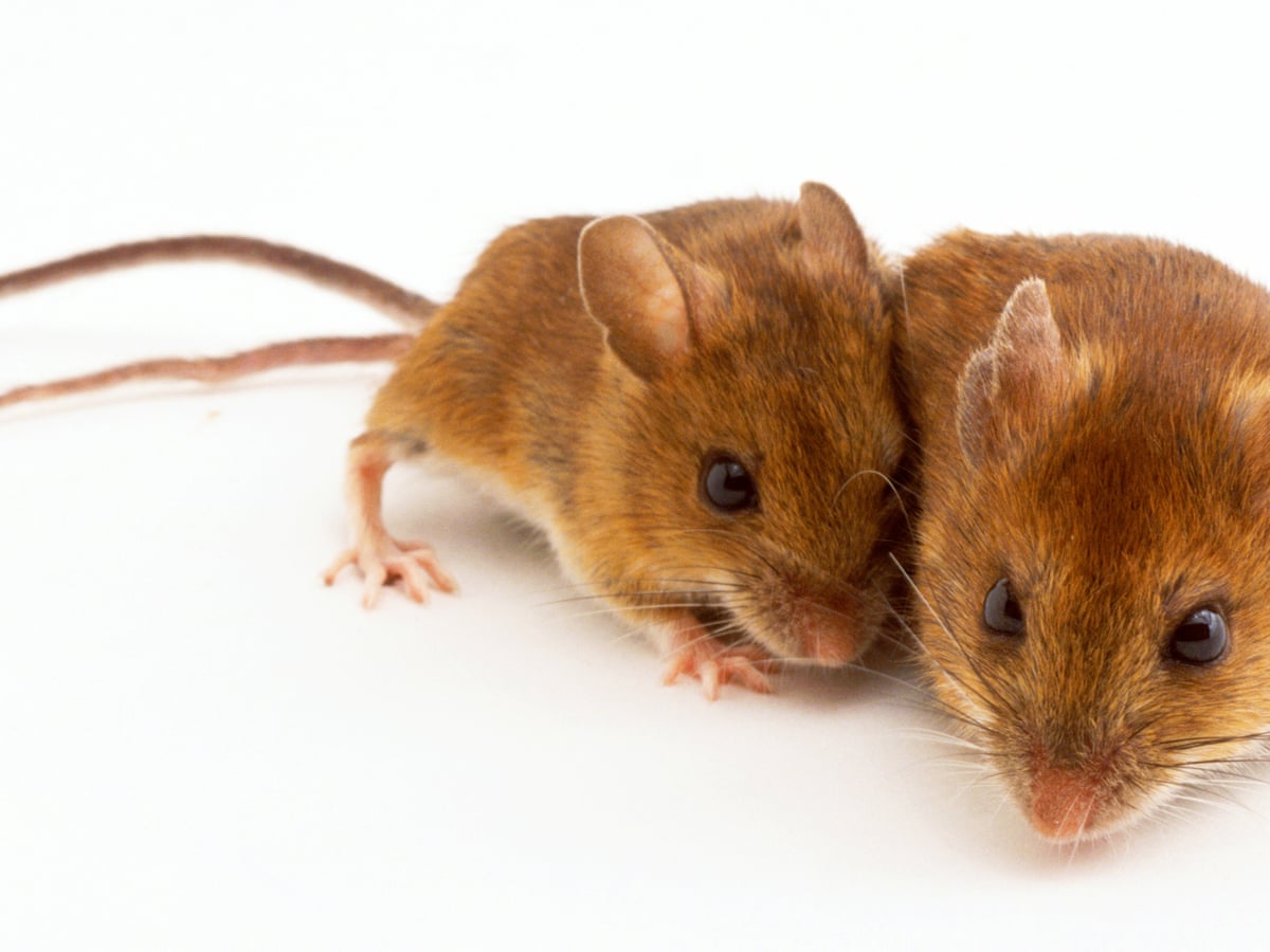 Am I a man or a mouse? It's time to find out when the rodents arrive |  Parents and parenting | The Guardian