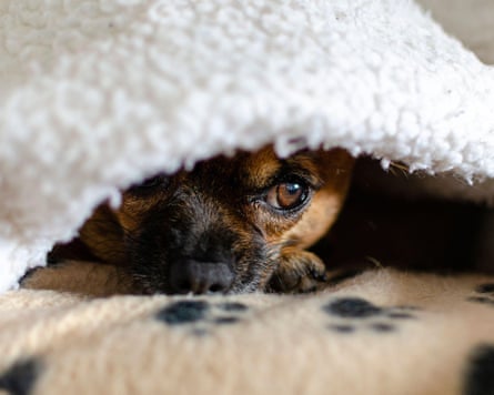 A dog lying under a blanket