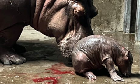 Cincinnati zoo baby hippo