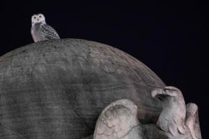 A rare snowy owl sits on top of the marble orb of the Christopher Columbus Memorial Fountain near Union Station in Washington DC, US