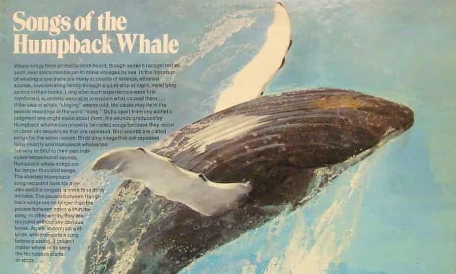 Part of the album cover of Songs of the Humpback Whale, which remains the only multiplatinum-selling album of animal sounds.