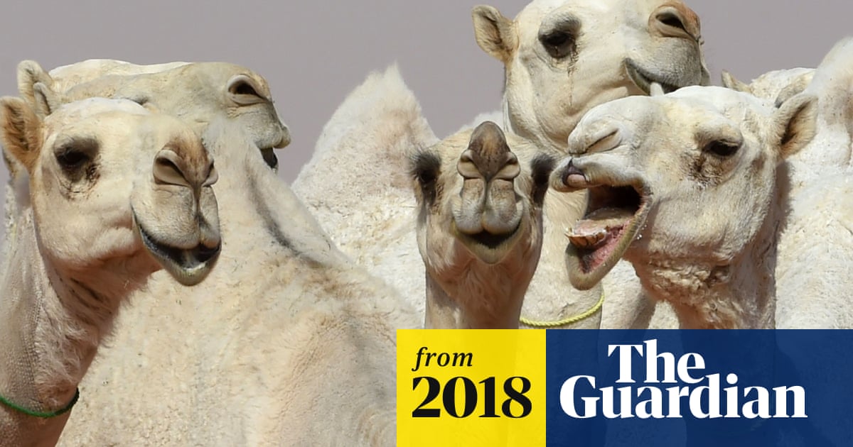 12 camels disqualified from Saudi beauty contest in 'Botox' row
