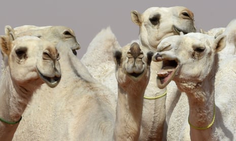 Camels at the annual King Abdulaziz camel festival near Riyadh, Saudi Arabia