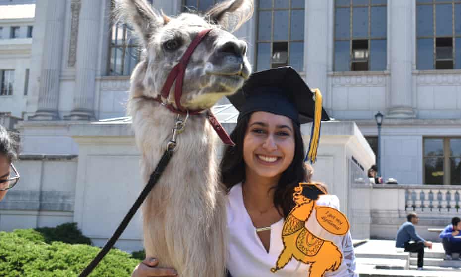 Annam Quraishi with Quinoa the llama at Berkeley, 3 May 2019. She had been preparing for this moment for weeks, she said.