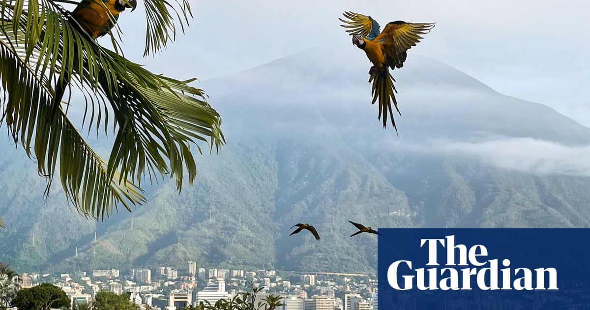 ‘Seconds later, the macaws were gone’: Isabela Eseverri’s best phone picture