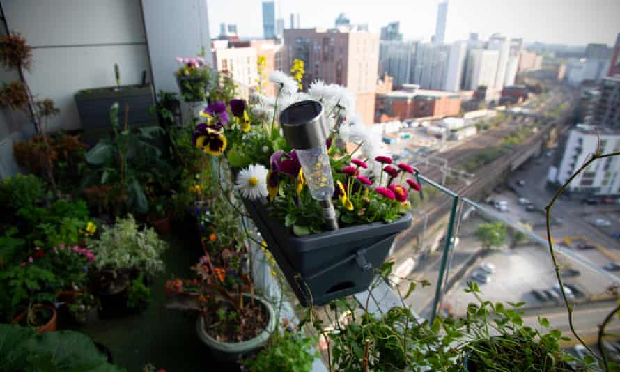 From the 18th floor to cloud nine: high-rise gardener gets Chelsea flower show spot | Chelsea flower show From the 18th floor to cloud nine: high-rise gardener gets Chelsea flower show spot | Chelsea flower show