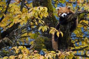 A red panda or lesser panda (Ailurus fulgens) in the humid montane mixed forest in Labahe national nature reserve (Sichuan, China)