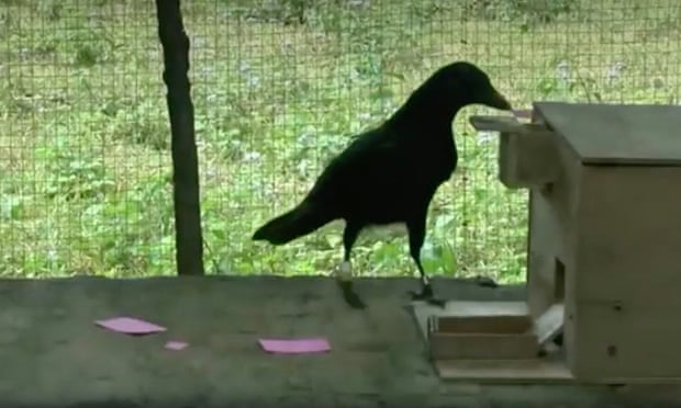 emma the new caledonia crow and her vending machine