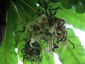 This Hawaiian Hāhā plant is extinct in the wild.