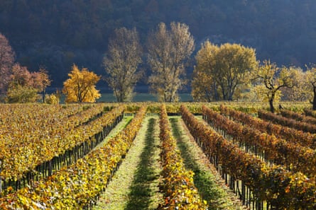 Autumnal sunshine picks out a vineyard on the banks of the Danube in Austria.