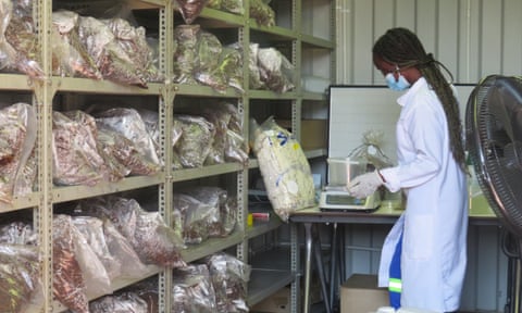 Oyster mushrooms in bags on a shelf with a woman using weighing scales