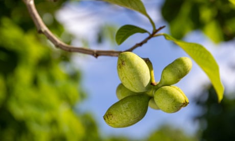 Pawpaw fruits hang from a tree.