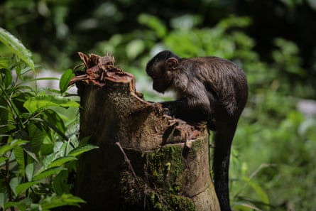 A Colombian white-faced capuchin in the forest at in Amazonas, Colombia.