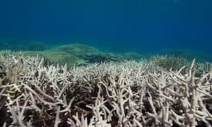 A bleached section of the Great Barrier Reef in Australia.