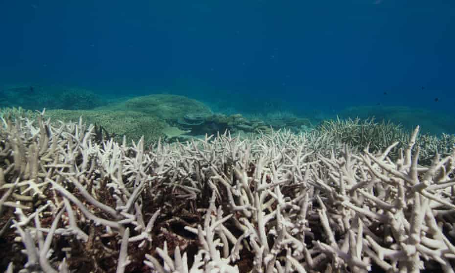 A bleached section of the Great Barrier Reef in Australia. 
